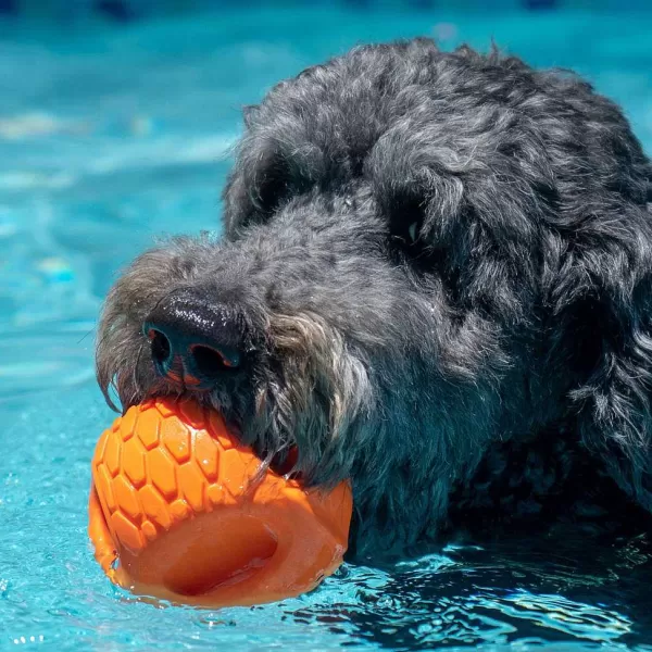 Orvis Hydro Handler Dog Toy | Toys