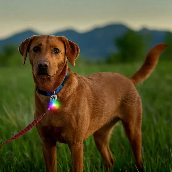 Orvis Rechargeable Dog Collar Light | Collars